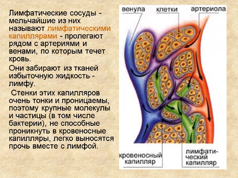 Лимфатические сосуды - мельчайшие из них называют лимфатическими капиллярами - пролегают рядом с артериями